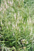 Culver’s root
