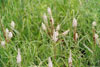 Culver’s root
