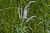 Culver’s root
