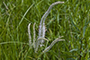 Culver’s root