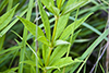Culver’s root