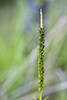Culver’s root