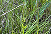 Culver’s root