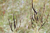 Culver’s root