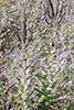 Culver’s root