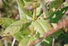 Culver’s root