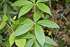 Culver’s root