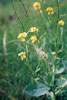 charlock mustard