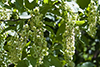 chokecherry