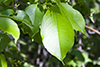 chokecherry