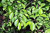 chokecherry