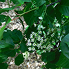 Chokecherry