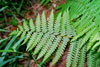 cinnamon fern