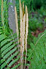 cinnamon fern