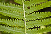 cinnamon fern
