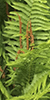 cinnamon fern