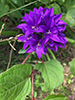 clustered bellflower