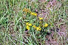 common St. Johnswort