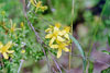 common St. Johnswort