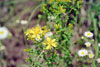 common St. Johnswort