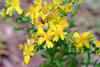 common St. Johnswort