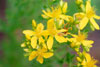 common St. Johnswort