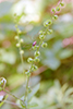common agrimony