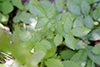 common agrimony