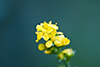 common agrimony
