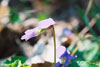common blue violet