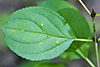 common buckthorn