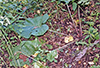 common burdock