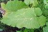 common burdock