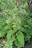 common burdock