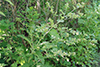 common burdock