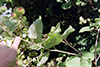 common burdock