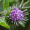 common burdock