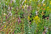 common evening primrose