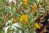 common evening primrose