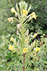 common evening primrose