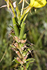 common evening primrose