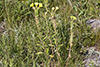 common evening primrose