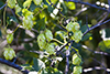 common hop