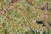 common juniper