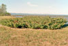 common juniper