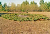 common juniper