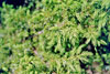 common juniper