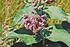 common milkweed