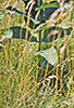 common milkweed