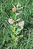common milkweed